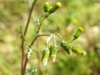 Senecio vulgaris