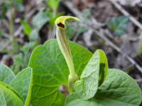 Aristolochia lutea