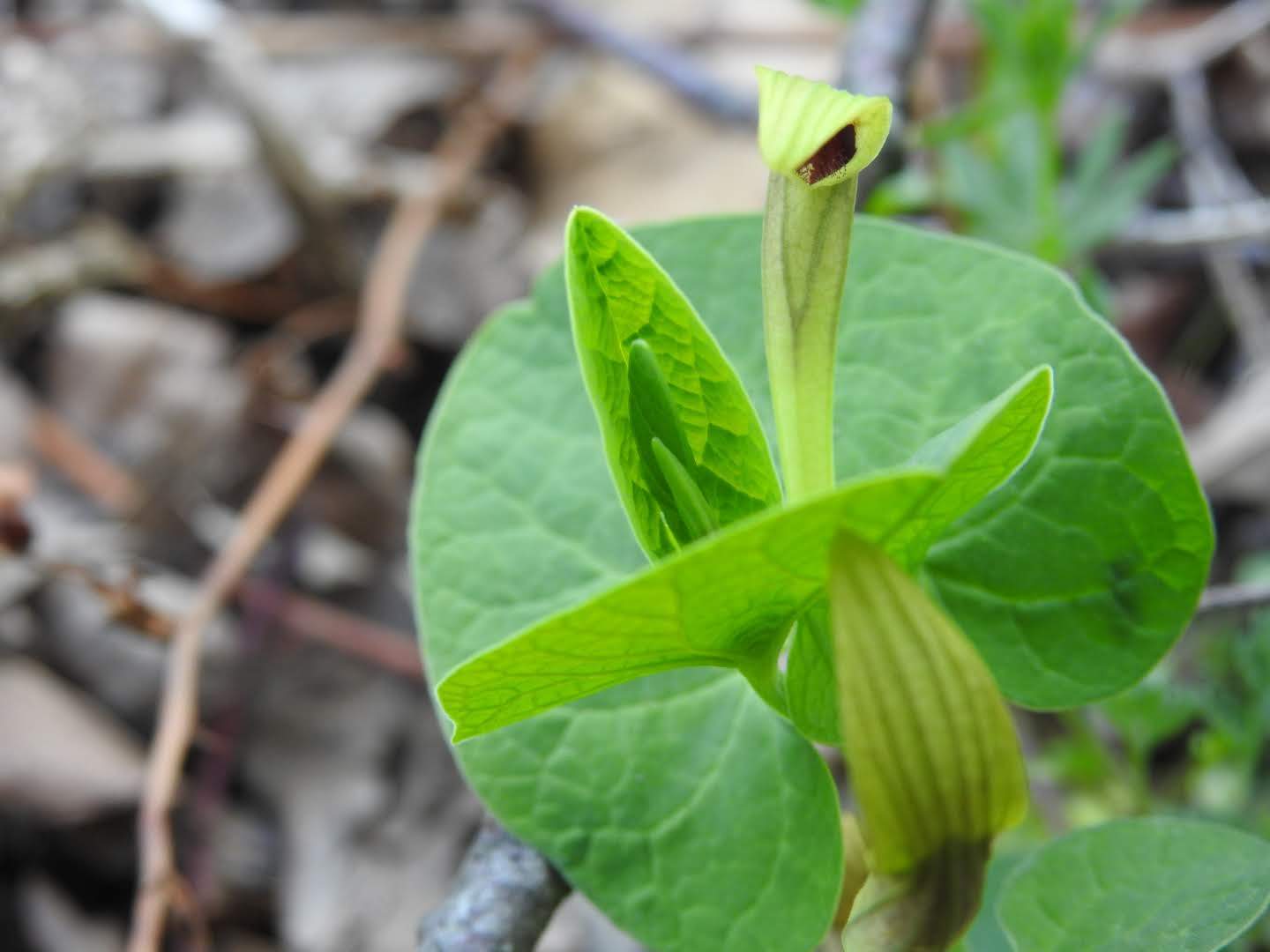 Aristolochia lutea