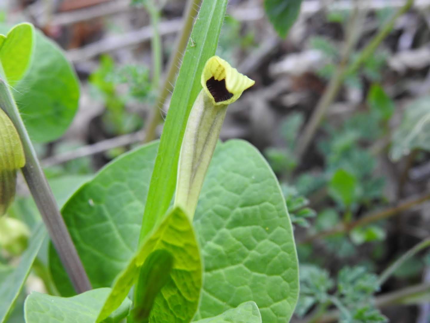 Aristolochia lutea