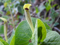 Aristolochia lutea