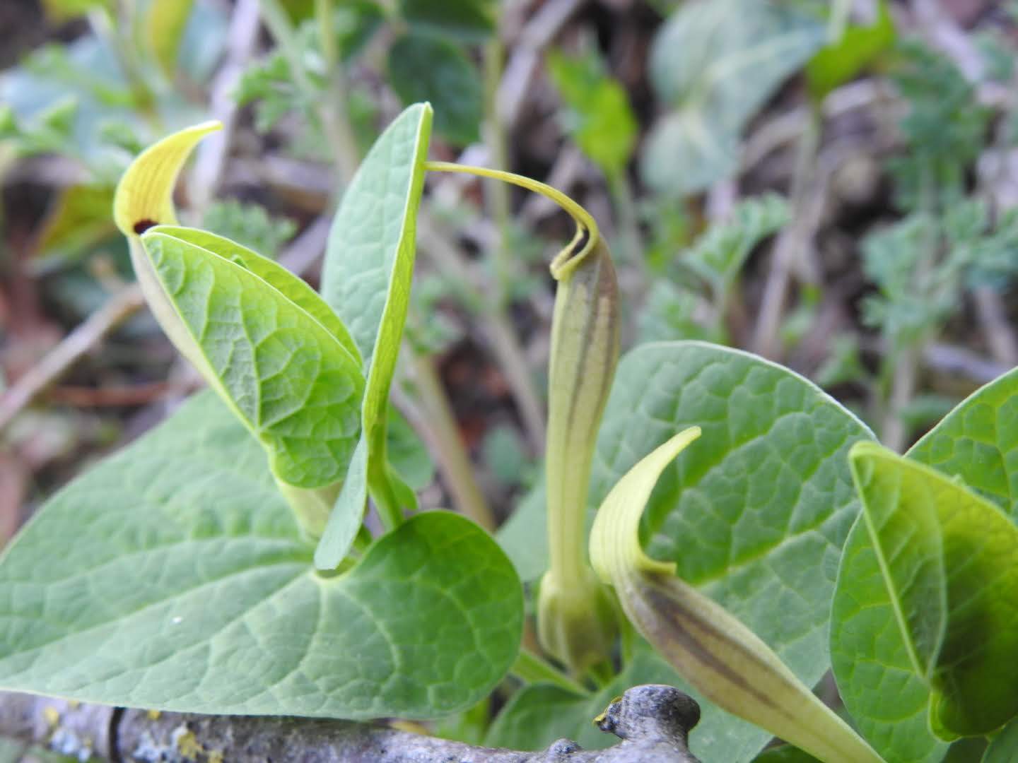 Aristolochia lutea