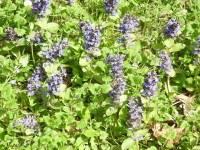 Ajuga reptans