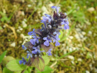 Ajuga reptans