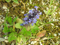 Ajuga reptans