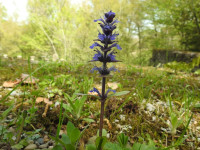 Ajuga reptans