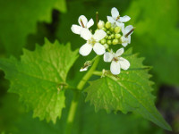 Alliaria petiolata
