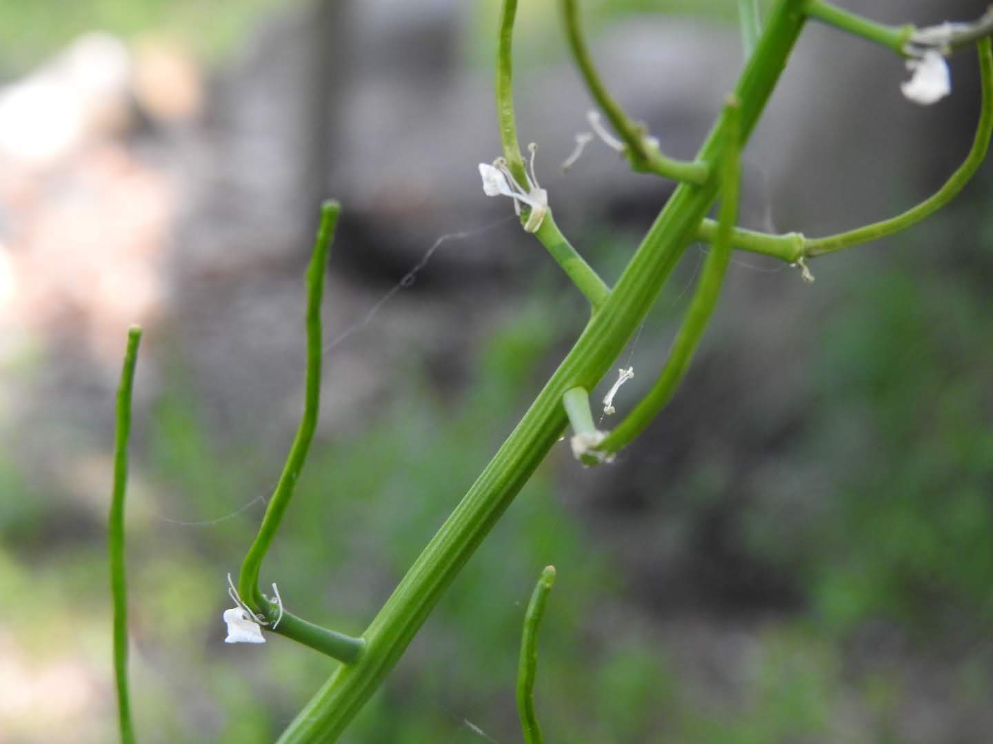 Alliaria petiolata