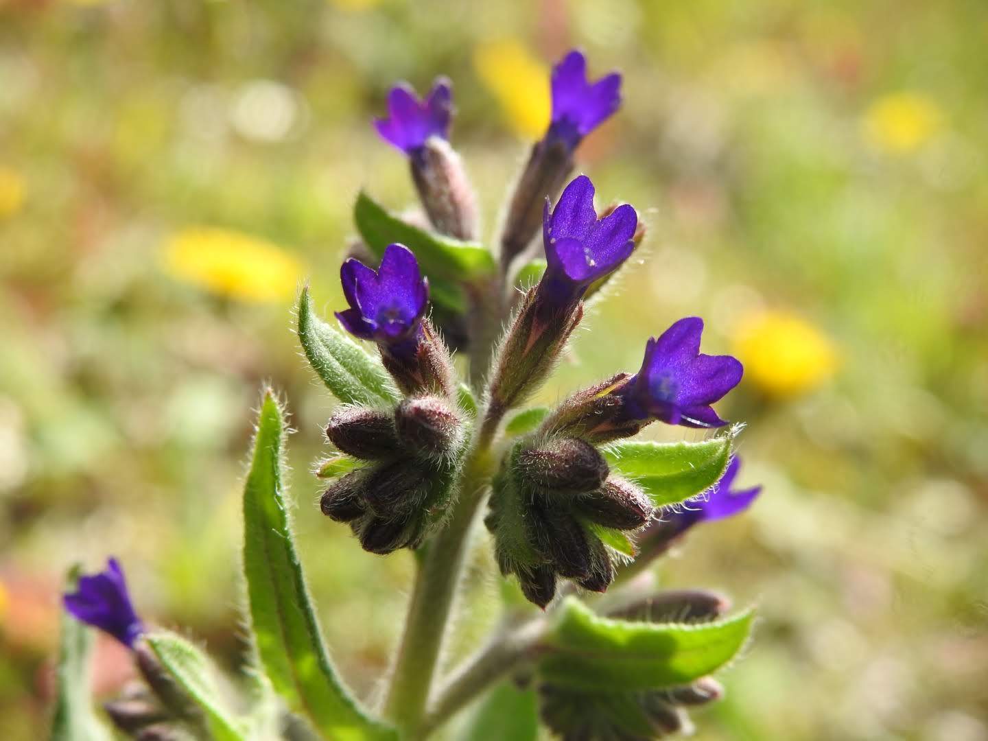 Anchusa undulata