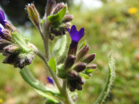 Anchusa undulata