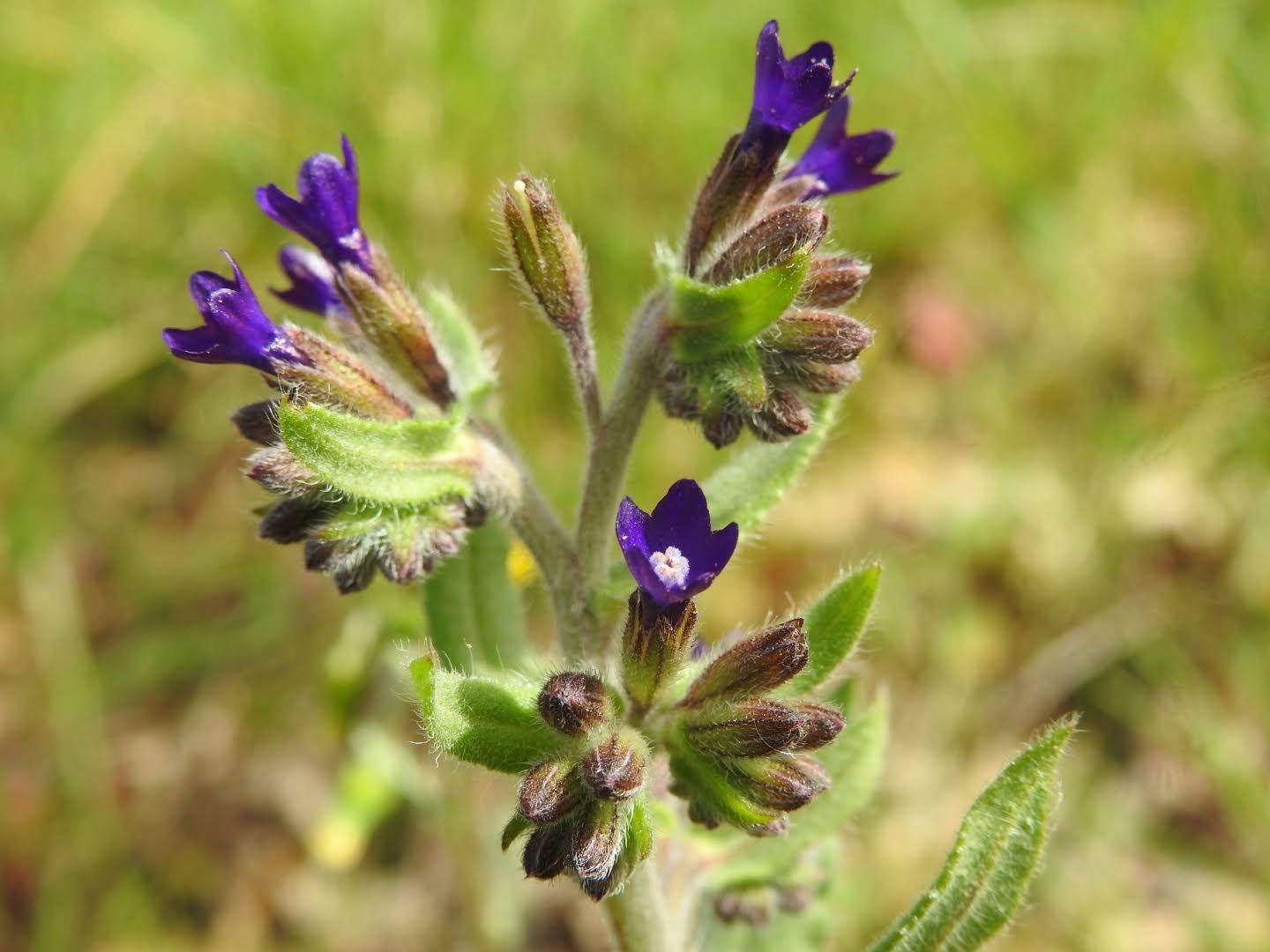 Anchusa undulata