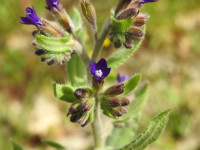 Anchusa undulata