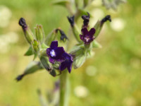 Anchusa undulata