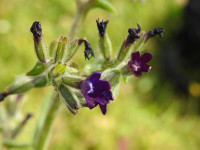 Anchusa undulata