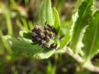 Anchusa undulata