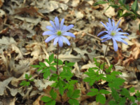 Anemone apennina