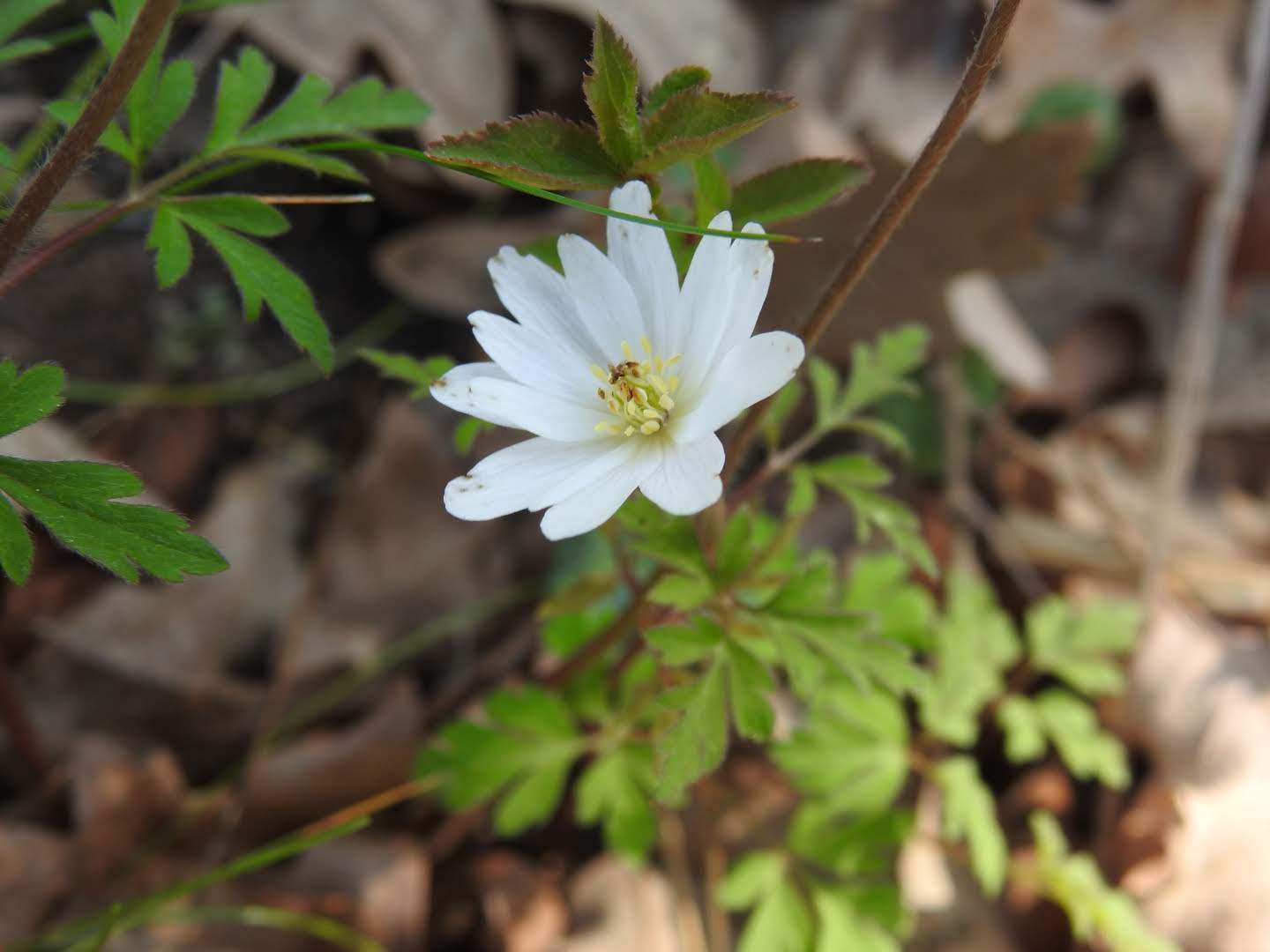 Anemone apennina