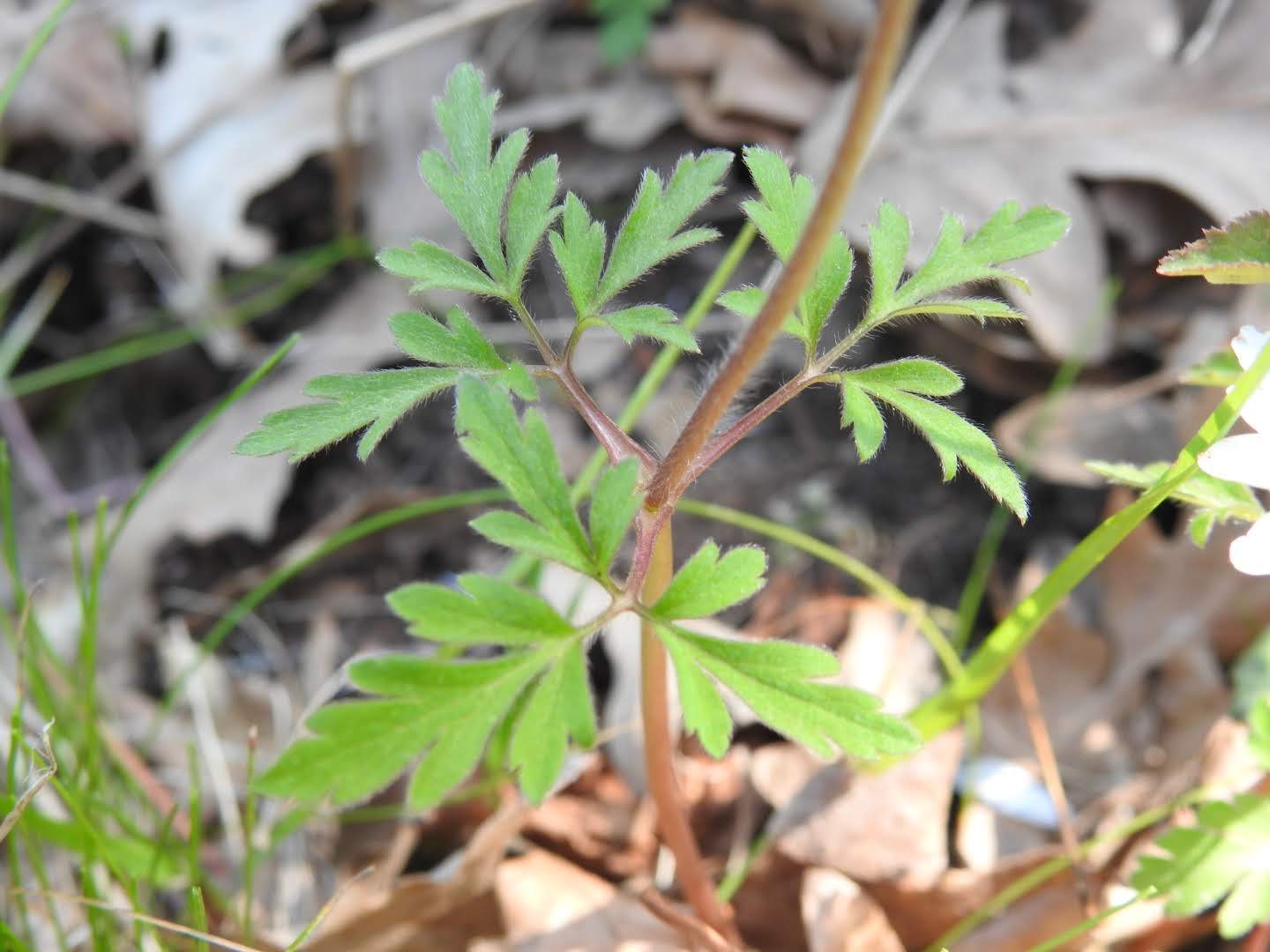 Anemone apennina