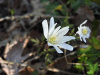 Anemone apennina