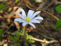 Anemone apennina
