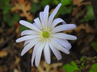 Anemone apennina