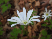 Anemone apennina