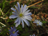Anemone apennina