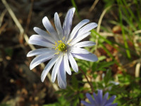 Anemone apennina