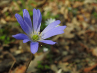 Anemone apennina