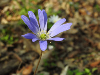 Anemone apennina