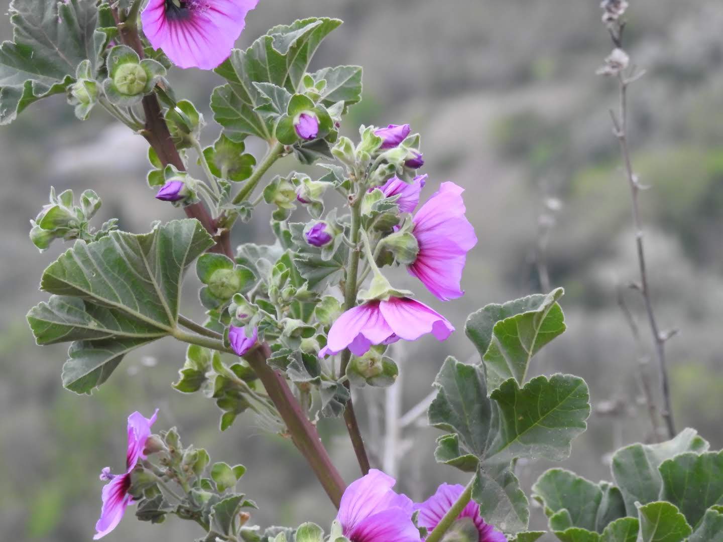 Malva arborea