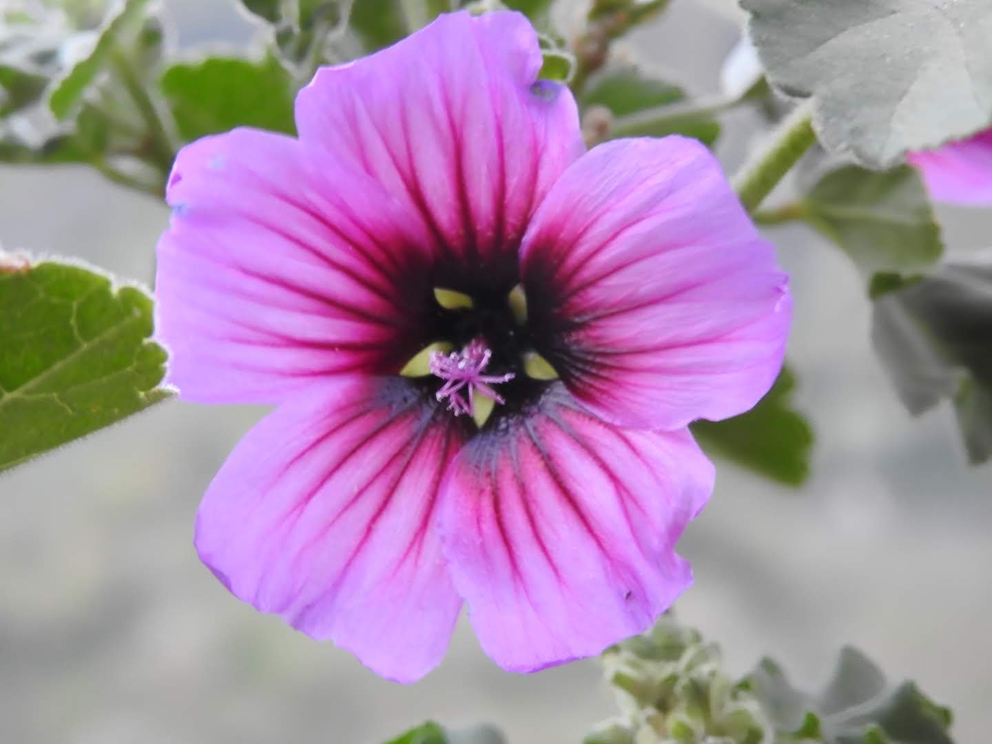 Malva arborea