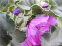 Malva arborea
