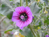 Malva arborea