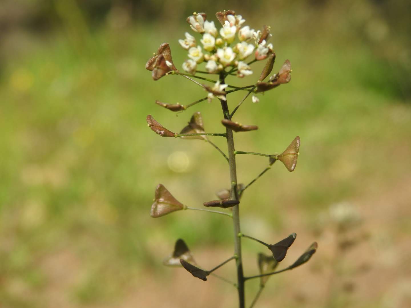 Capsella bursa-pastoris