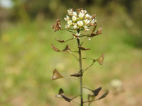 Capsella bursa-pastoris