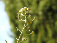 Capsella bursa-pastoris