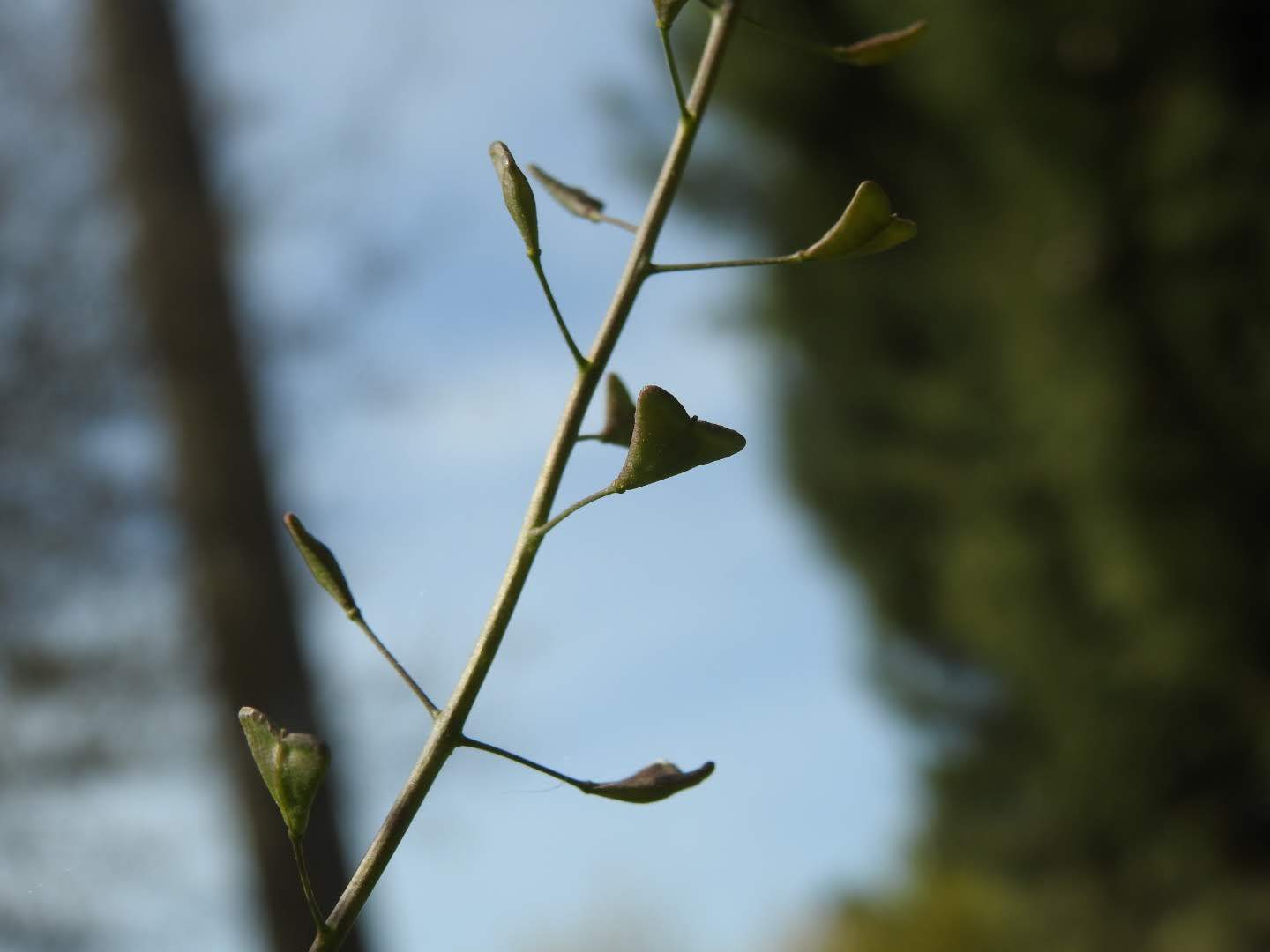 Capsella bursa-pastoris