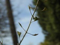 Capsella bursa-pastoris