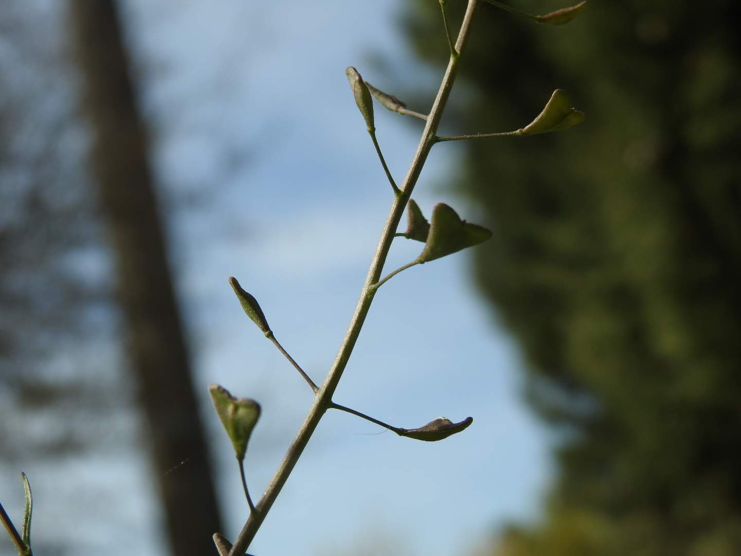 Capsella bursa-pastoris