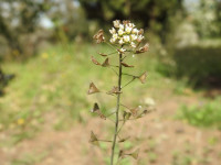 Capsella bursa-pastoris