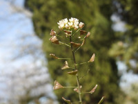 Capsella bursa-pastoris