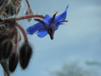 Borago officinalis