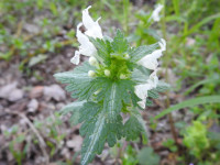 Lamium bifidum