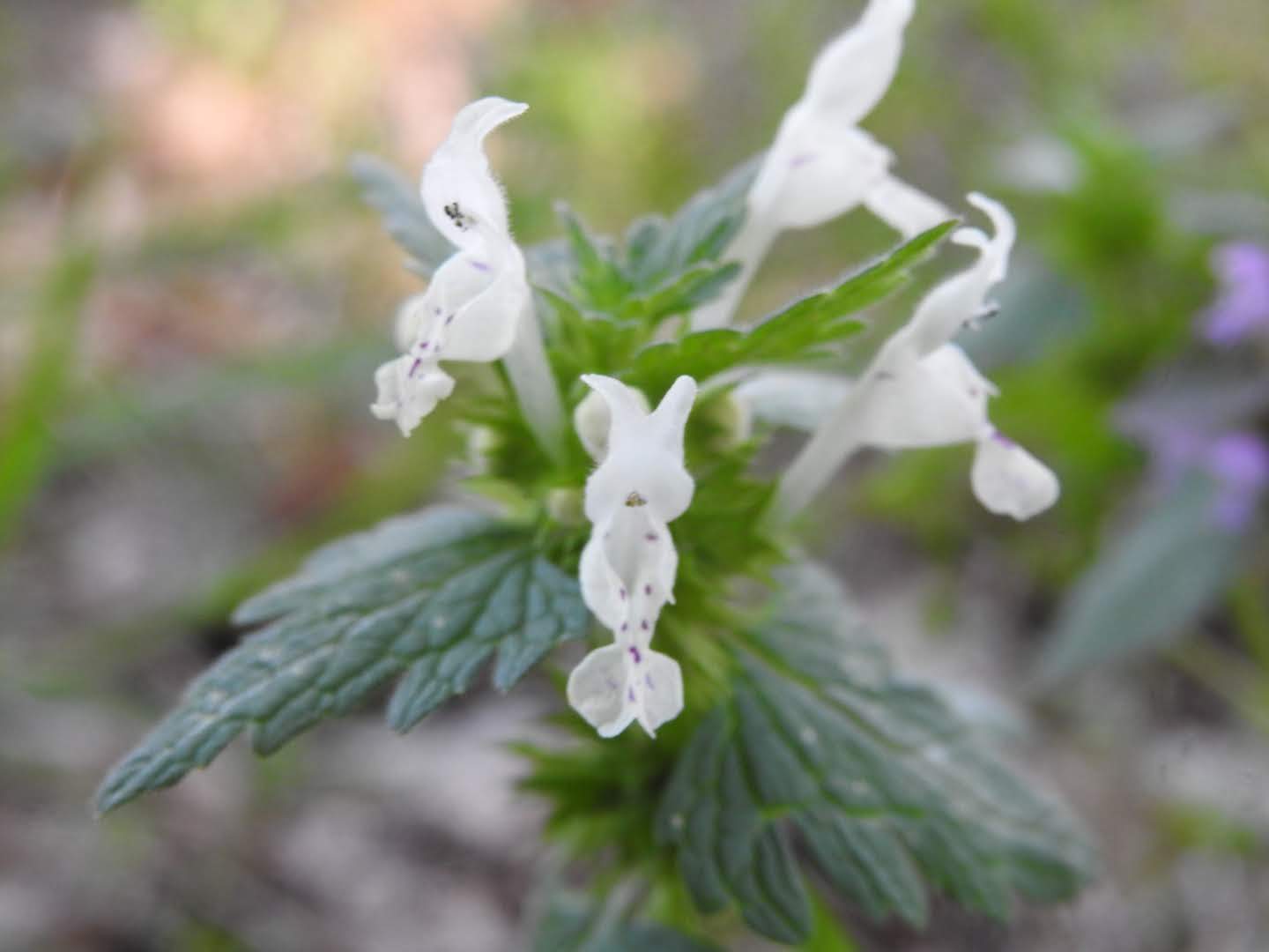 Lamium bifidum