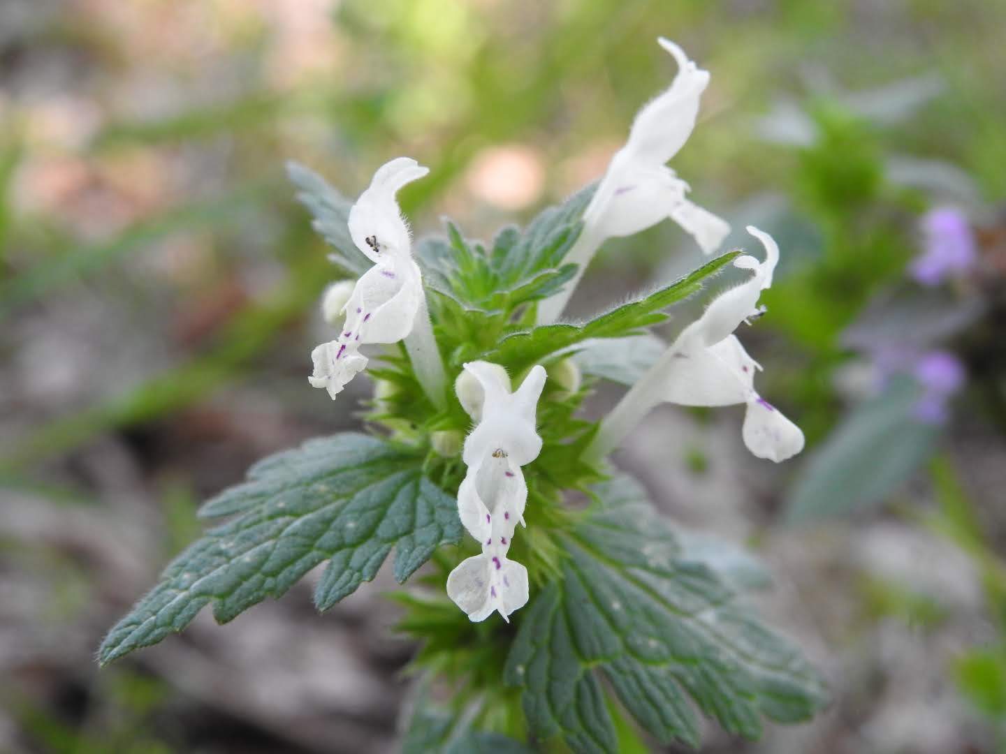 Lamium bifidum
