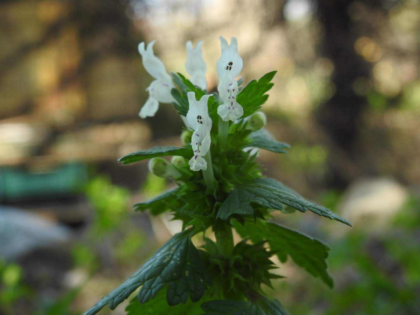 Lamium bifidum