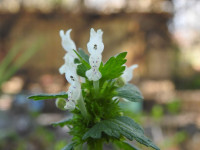 Lamium bifidum
