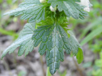 Lamium bifidum