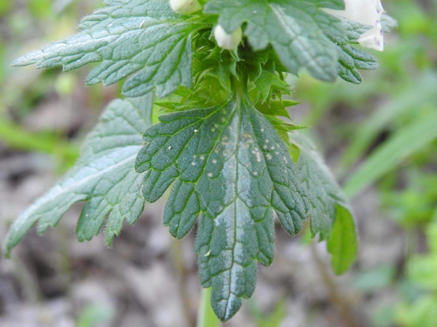 Lamium bifidum